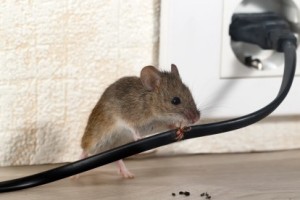 Mice Control, Pest Control in Bermondsey, Borough, Southwark, SE1. Call Now 020 8166 9746