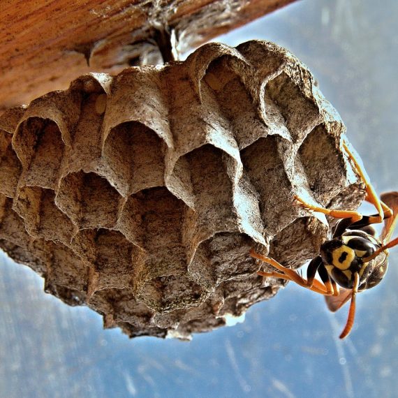 Wasps Nest, Pest Control in Bermondsey, Borough, Southwark, SE1. Call Now! 020 8166 9746