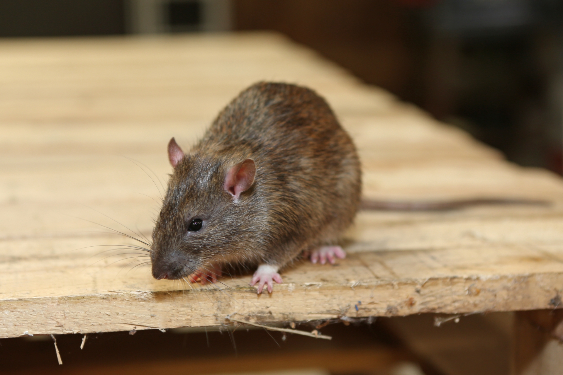 Rat Infestation, Pest Control in Bermondsey, Borough, Southwark, SE1. Call Now 020 8166 9746