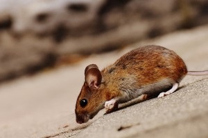 Mice Exterminator, Pest Control in Bermondsey, Borough, Southwark, SE1. Call Now 020 8166 9746