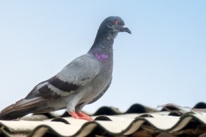 Pigeon Control, Pest Control in Bermondsey, Borough, Southwark, SE1. Call Now 020 8166 9746